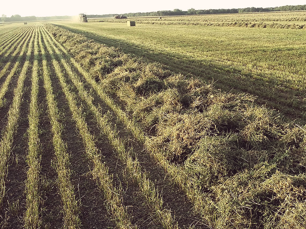 Premium Alfalfa Hay For Sale Manitoba